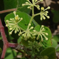 Cissus vitiginea L.